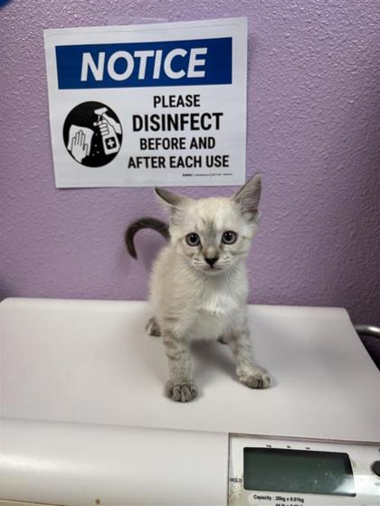 Shelter Stray Female Cat last seen Near LOMALAND DR, CITY of El Paso, TX, 5001 Fred Wilson Ave, El Paso, TX 79906, USA