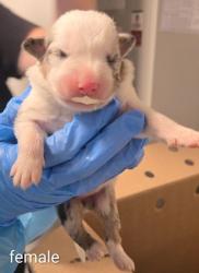 Shelter Stray Female Dog last seen N Cornelia Ave & W Whitesbridge Ave, Fresno Zone Fresno CO 1A 93706, CA, 1510 W Dan Ronquillo Dr, Fresno, CA 93706, USA