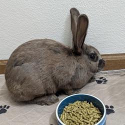 Shelter Stray Female Rabbit last seen Dwight Drive, Madison 17, City of, WI, 5132 Voges Rd, Madison, WI 53718, USA