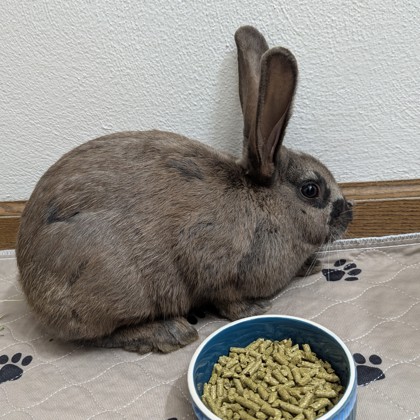 Shelter Stray Female Rabbit last seen Dwight Drive, Madison 17, City of, WI, 5132 Voges Rd, Madison, WI 53718, USA