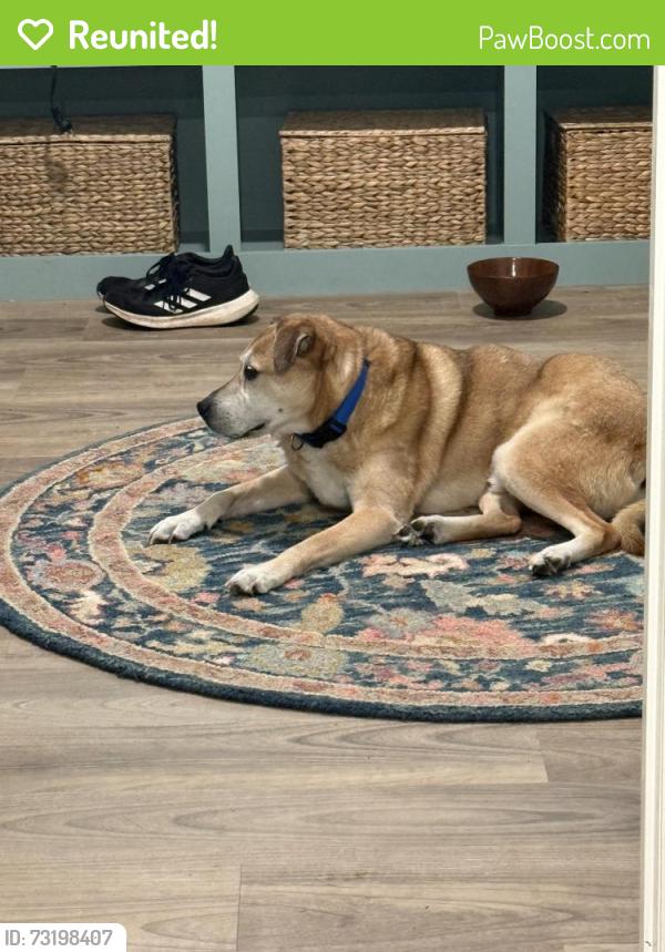 Reunited Male Dog last seen Woodruff Rd and Bella Grove Dr, Greenville, SC 29607
