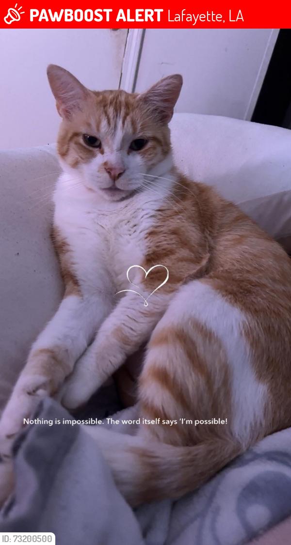 Lost Male Cat last seen Nancy Lane, Simcoe Area Lafayette 70501, Lafayette, LA 70501