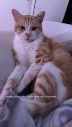 Lost Male Cat last seen Nancy Lane, Simcoe Area Lafayette 70501, Lafayette, LA 70501