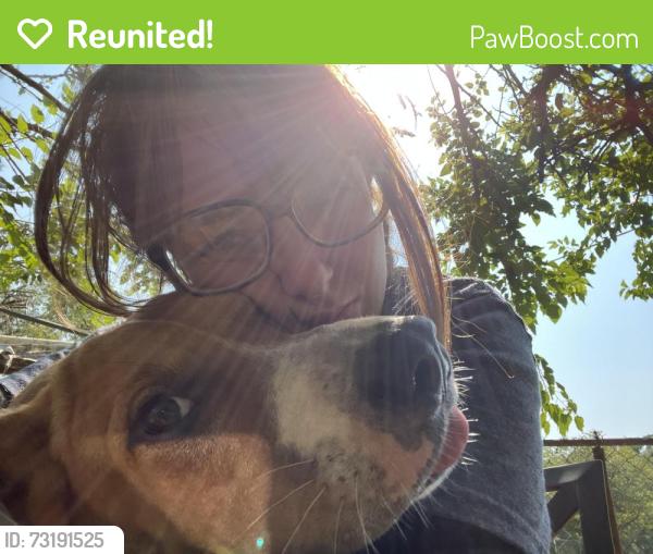 Reunited Male Dog last seen Henderson avenue, Greenville, SC 29605