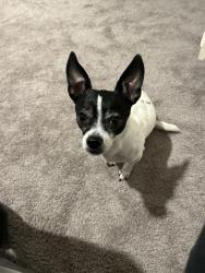 Reunited Male Dog last seen W red Torador cir, North Las Vegas, NV 89031