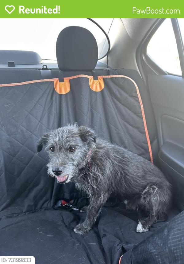 Reunited Male Dog last seen Vegas dr and Torrey pines, Las Vegas, NV 89108