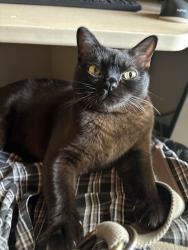 Lost Male Cat last seen Pembroke Park, Birmingham, MI 48009