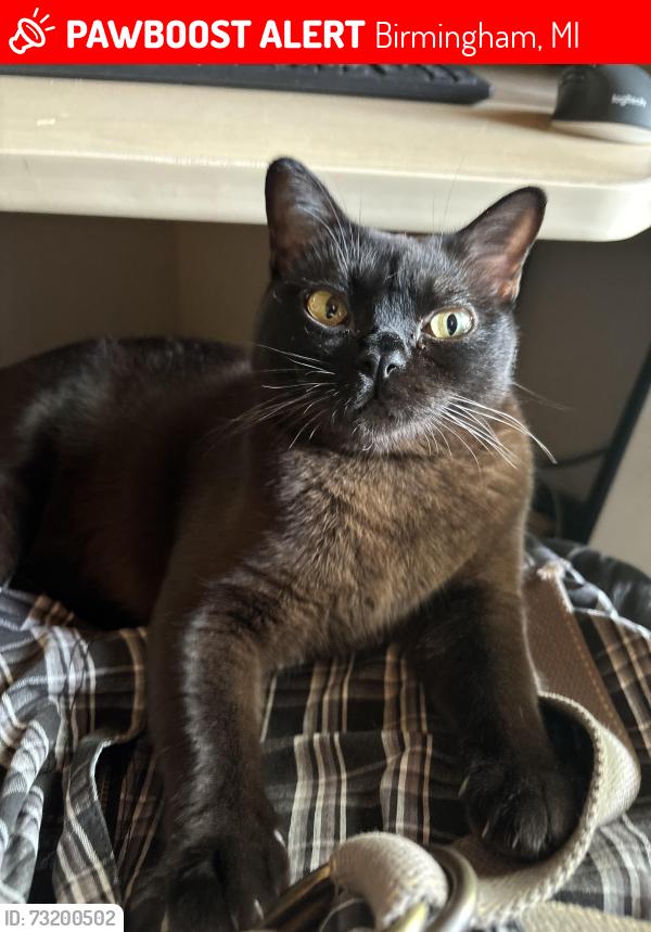 Lost Male Cat last seen Pembroke Park, Birmingham, MI 48009