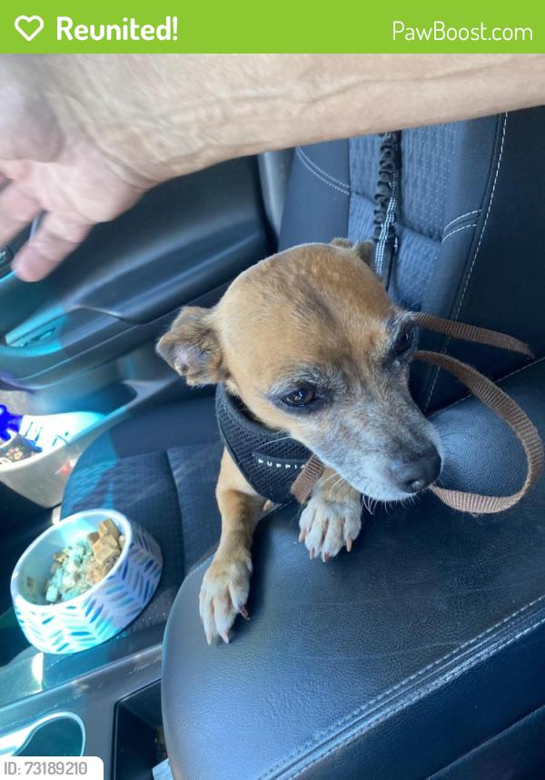 Reunited Female Dog last seen s 60554, Plainfield, IL 60544