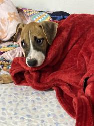 Found/Stray Female Dog last seen Near Home, Chandler, AZ 85225