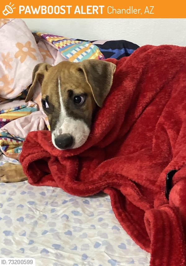 Found/Stray Female Dog last seen Near Home, Chandler, AZ 85225