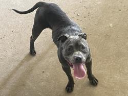Found/Stray Male Dog last seen Next door to Tara Winery, Athens, TX 75752