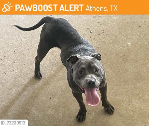 Found/Stray Male Dog last seen Next door to Tara Winery, Athens, TX 75752
