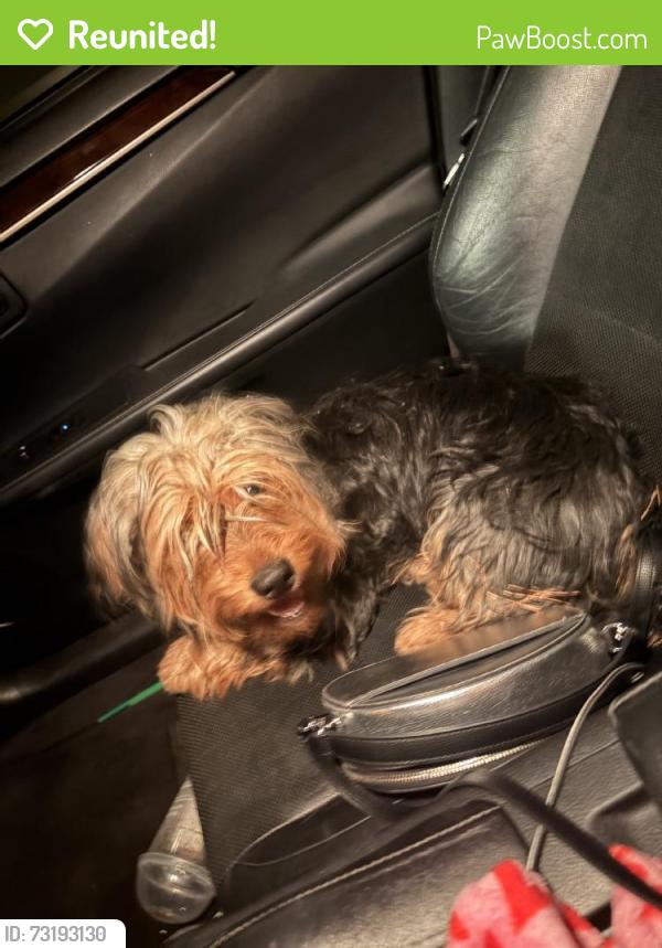 Reunited Unknown Dog last seen Boulder Hwy & E Flamingo Rd, Paradise, NV 89121, USA, Paradise, NV 89121