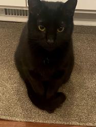 Lost Male Cat last seen Smokey Park Highway, Candler, NC 28715