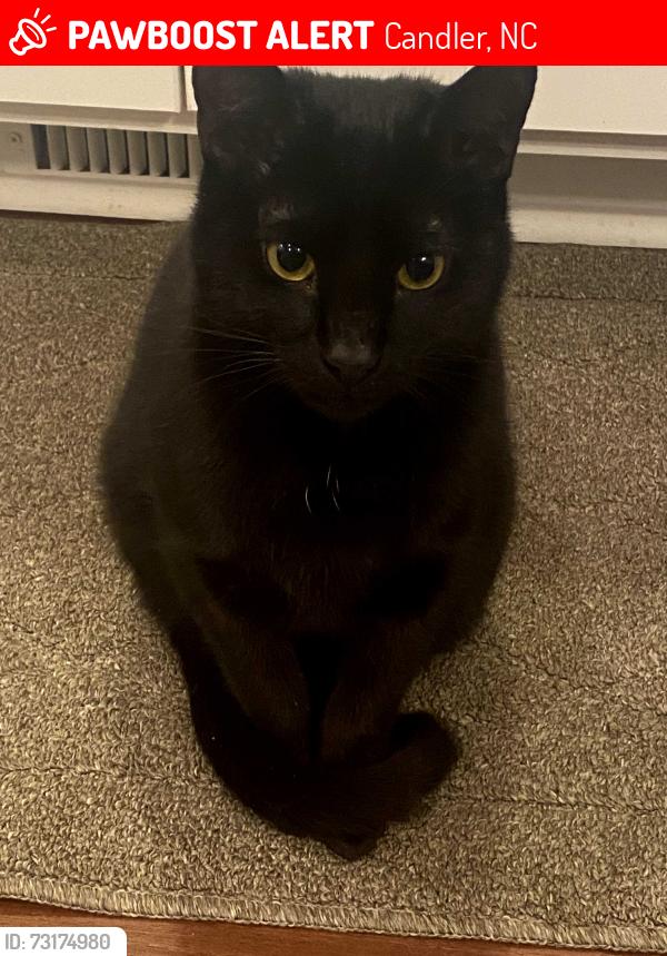 Lost Male Cat last seen Smokey Park Highway, Candler, NC 28715