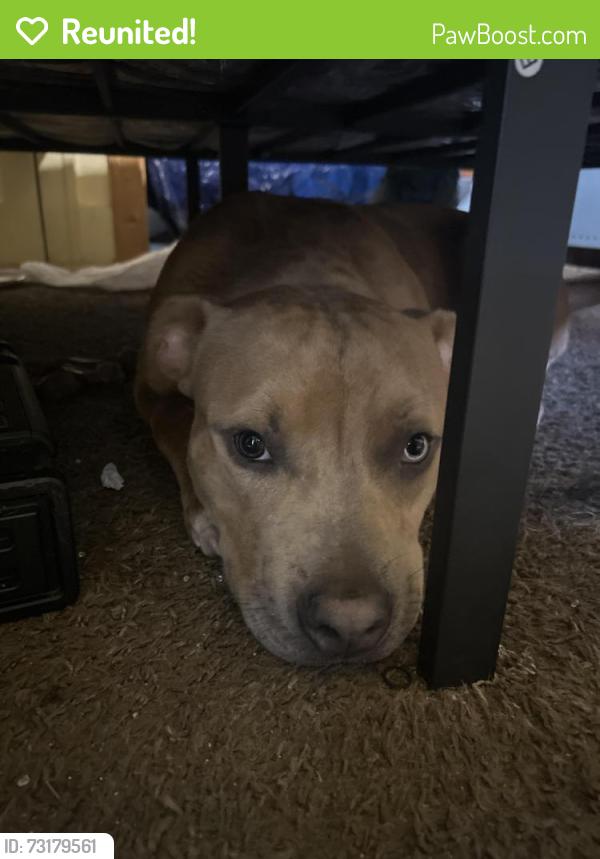 Reunited Male Dog last seen 7Mile and Ryan, Detroit, MI 48234