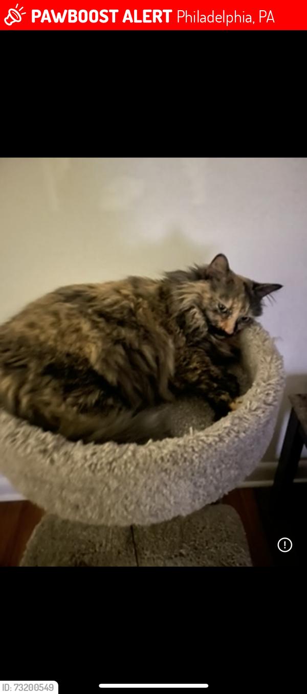 Lost Female Cat last seen Napfle ave, Philadelphia, PA 19111