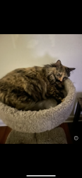Lost Female Cat last seen Napfle ave, Philadelphia, PA 19111