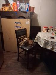 Lost Female Dog last seen Walmart shoping manning sc 29102, Manning, SC 29102