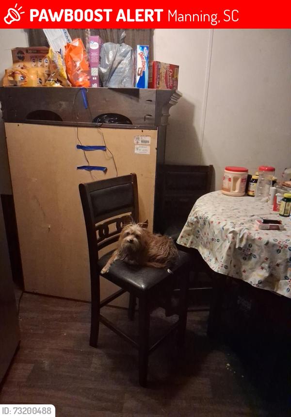 Lost Female Dog last seen Walmart shoping manning sc 29102, Manning, SC 29102