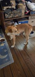 Reunited Female Dog last seen Morse Ave and Hurley way, Arden-Arcade, CA 95864