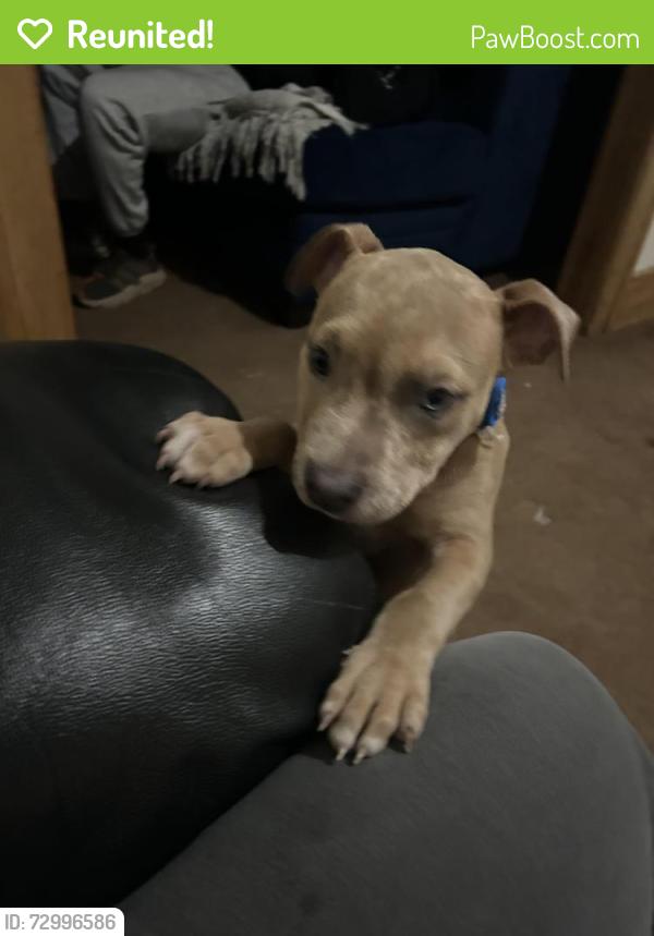 Reunited Male Dog last seen 7 Mile and Ryan, Detroit, MI 48234
