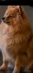 Lost Female Dog last seen Near NW 5th CT Miami 33127, Miami, FL 33127