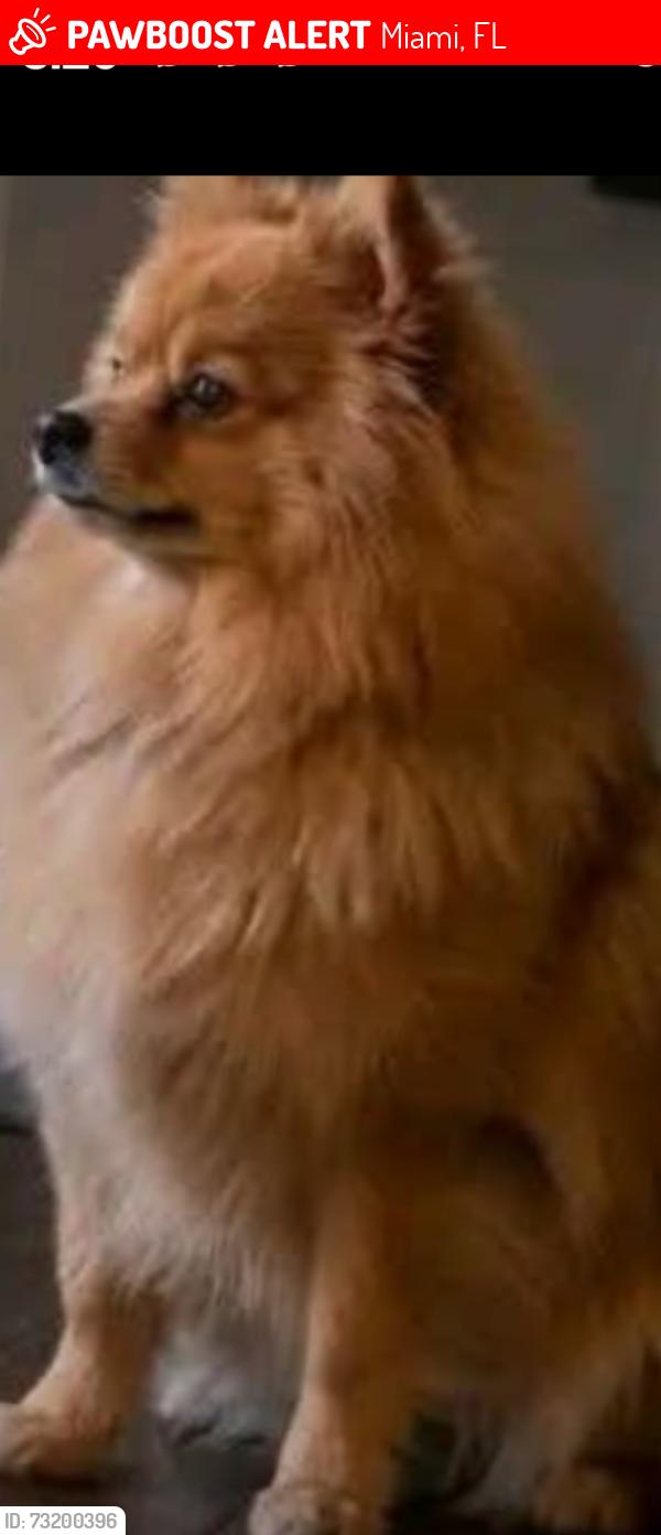 Lost Female Dog last seen Near NW 5th CT Miami 33127, Miami, FL 33127