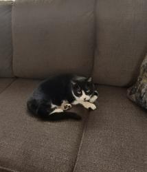 Lost Male Cat last seen Becker St, Schenectady, NY 12304