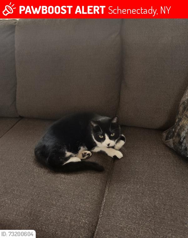 Lost Male Cat last seen Becker St, Schenectady, NY 12304