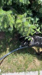 Lost Male Dog last seen Near Theater Row Albany Ny 12210, Albany, NY 12210
