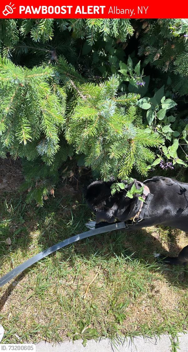 Lost Male Dog last seen Near Theater Row Albany Ny 12210, Albany, NY 12210