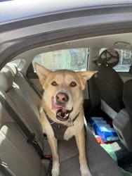 Reunited Male Dog last seen John McLaren Park, San Francisco, CA 94134