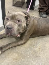 Shelter Stray Unknown Dog last seen Near Earline Drive, LAFAYETTE, LA, 70506, 410 Dugas Rd, Lafayette, LA 70507, USA