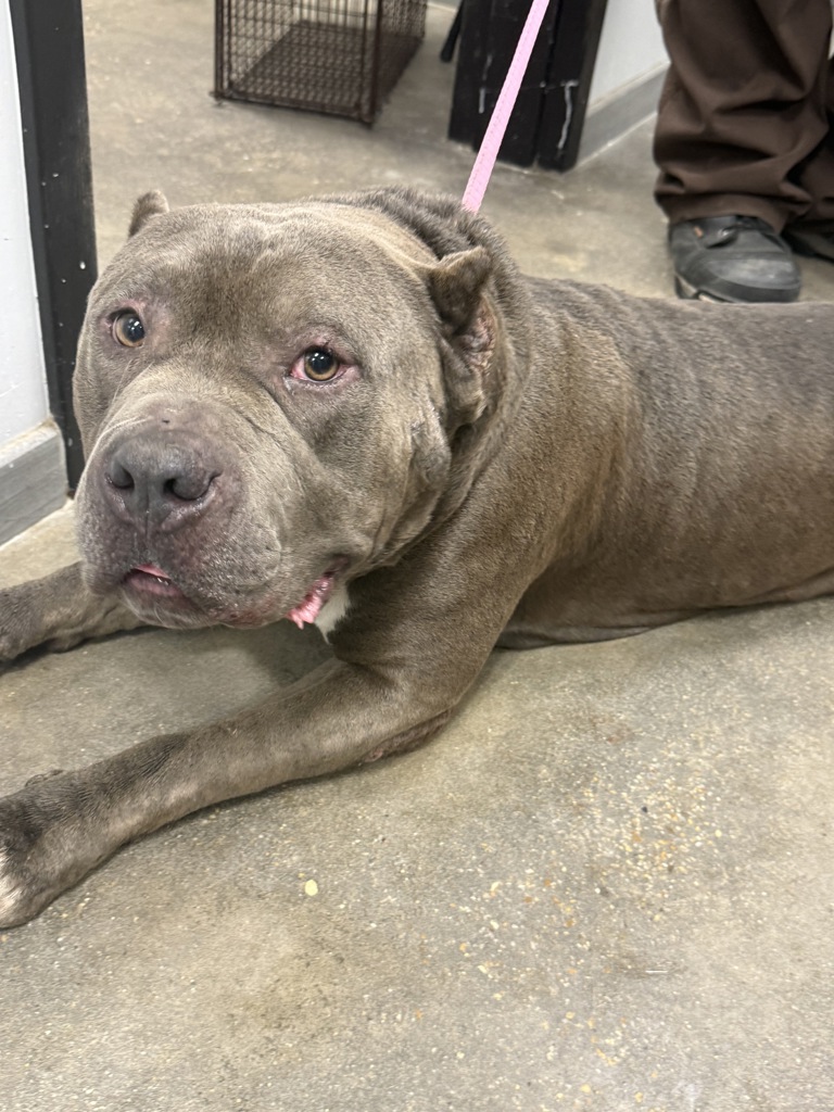 Shelter Stray Unknown Dog last seen Near Earline Drive, LAFAYETTE, LA, 70506, 410 Dugas Rd, Lafayette, LA 70507, USA