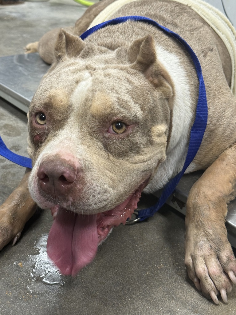 Shelter Stray Female Dog last seen Near Earline Drive, LAFAYETTE, LA, 70506, 410 Dugas Rd, Lafayette, LA 70507, USA