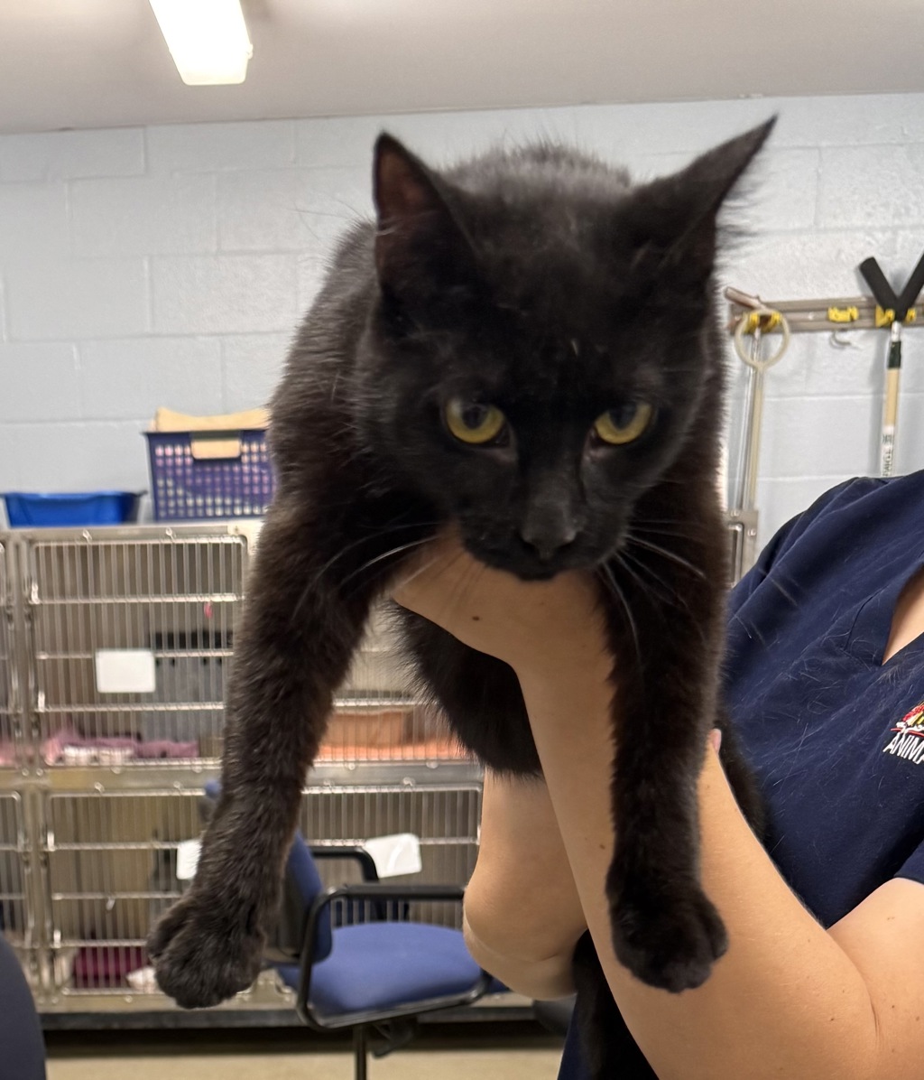 Shelter Stray Female Cat last seen Baylor Road, GLEN BURNIE, MD, 21061, 411 Maxwell Frye Rd, Millersville, MD 21108, USA