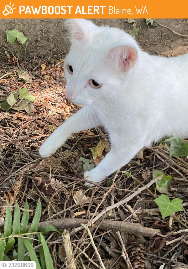 Found/Stray Male Cat last seen Near Highland Dr Blaine, Blaine, WA 98230