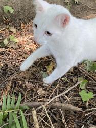 Found/Stray Male Cat last seen Near Highland Dr Blaine, Blaine, WA 98230
