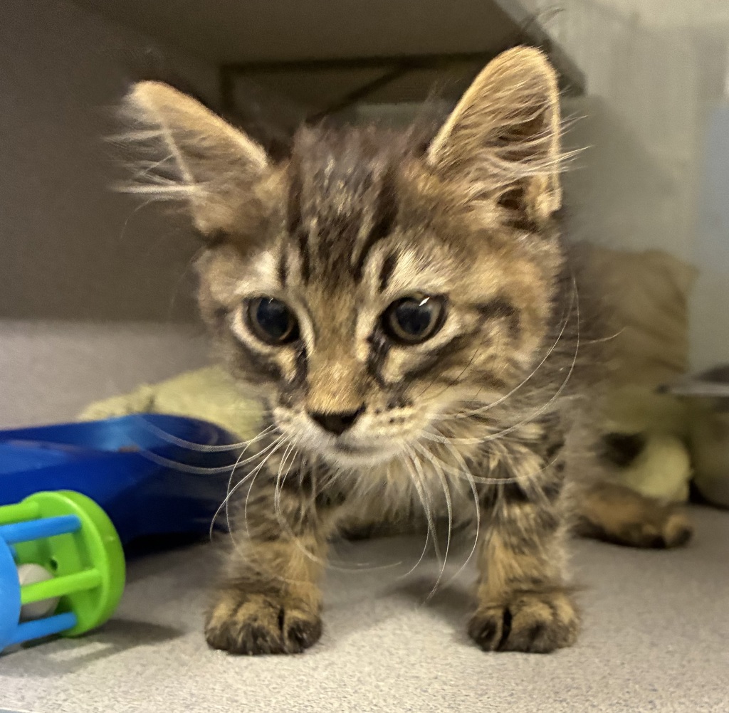 Shelter Stray Male Cat last seen Near W Loomis Lane, Kearns Township, UT, 84118, 511 W 3900 S, Salt Lake City, UT 84123, USA