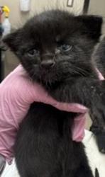 Shelter Stray Male Cat last seen Near Amys Street, Spring Valley, CA, 91977, El Cajon, CA 92020, USA