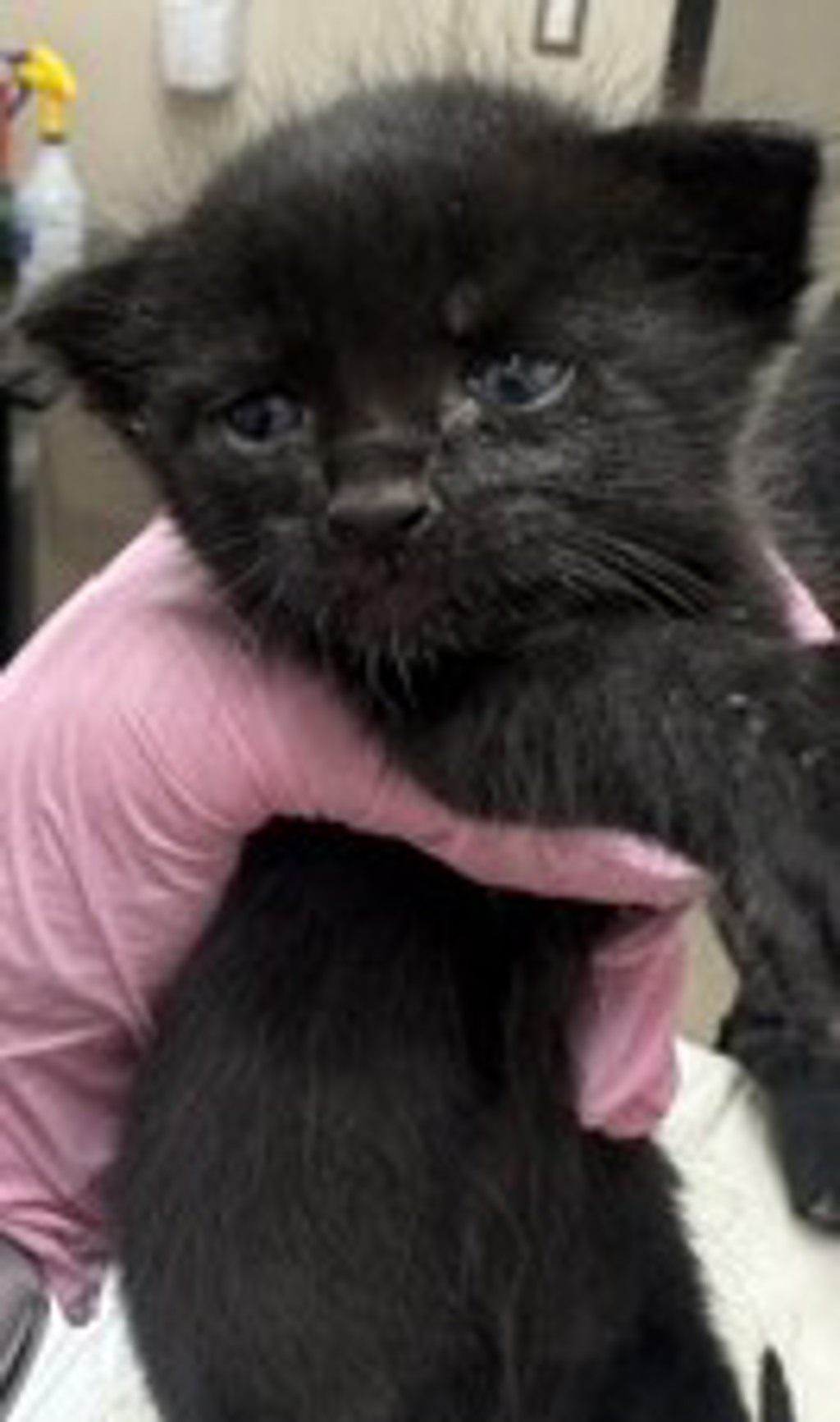Shelter Stray Male Cat last seen Near Amys Street, Spring Valley, CA, 91977, El Cajon, CA 92020, USA