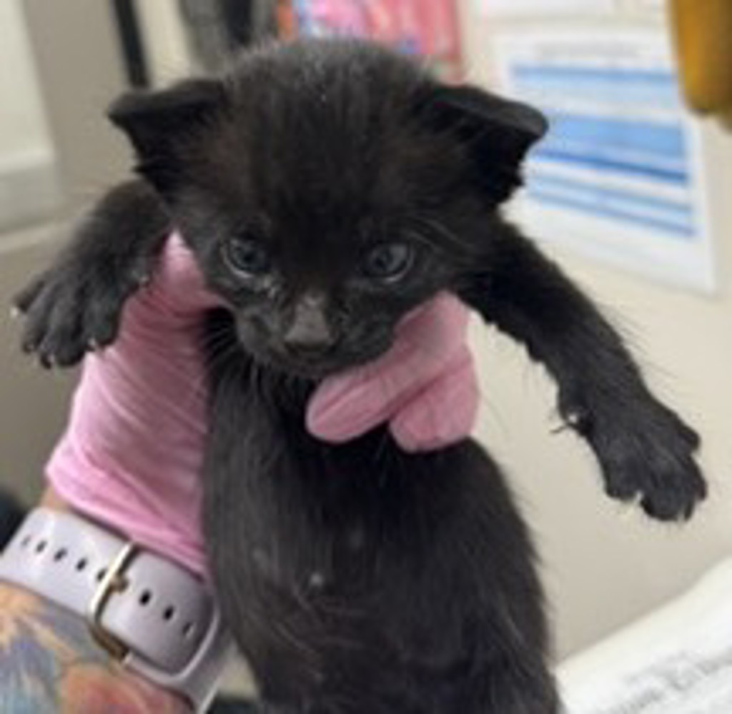 Shelter Stray Male Cat last seen Near Amys Street, Spring Valley, CA, 91977, El Cajon, CA 92020, USA