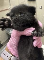 Shelter Stray Female Cat last seen Near Amys Street, Spring Valley, CA, 91977, El Cajon, CA 92020, USA