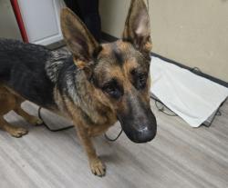 Shelter Stray Male Dog last seen Near Melrose Drive, Vista, CA, 92084, Oceanside, CA 92058, USA