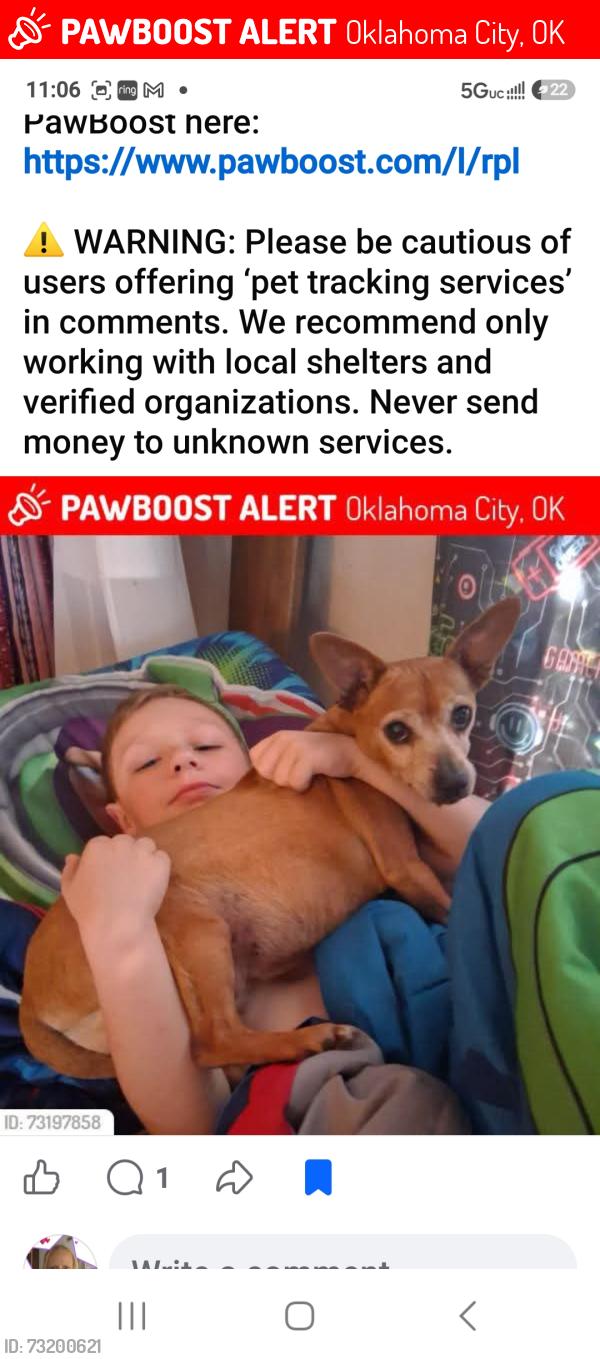 Lost Female Dog last seen Sw 44th & Pennsylvania, Oklahoma City, OK 73119