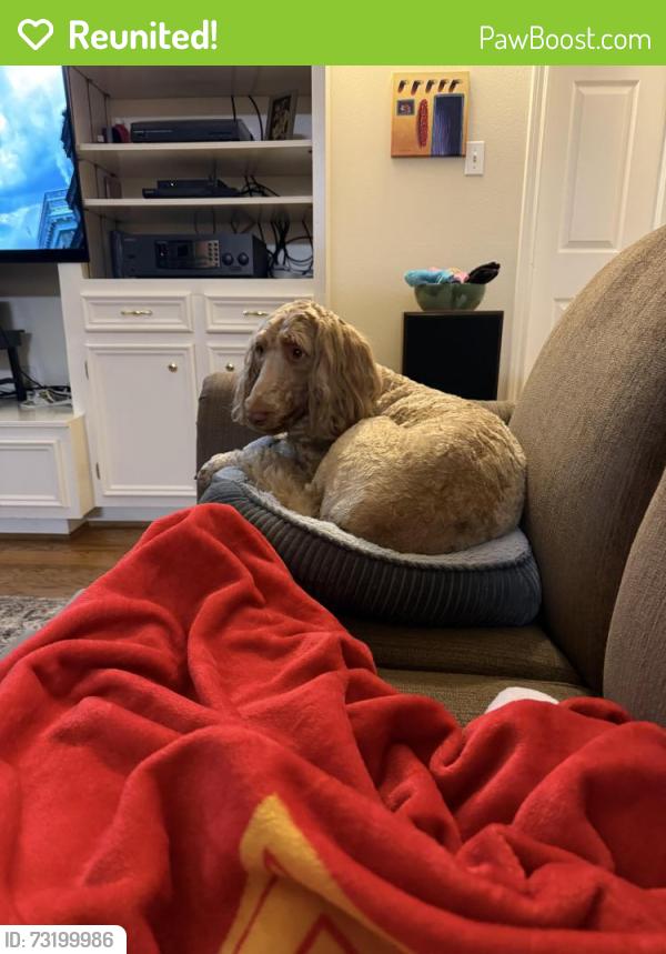 Reunited Female Dog last seen Near Creek View Ln, Conroe, TX 77385