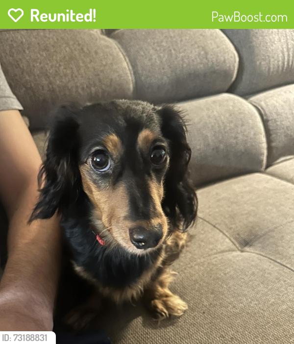 Reunited Female Dog last seen Skyland Exchange apmts, Buncombe County, NC 28803