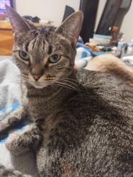 Reunited Female Cat last seen Leawood Drive x Chasenstreet, Leawood, KS 66206
